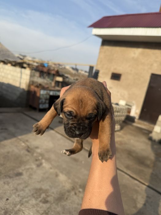 Продаются щенки бурбуль