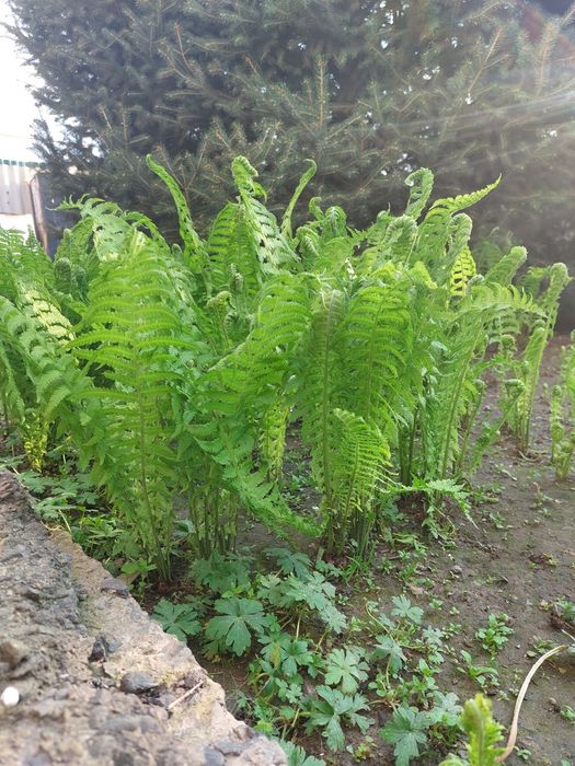 Продам молодой папоротник