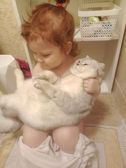 Шикарный шотландец на вязку