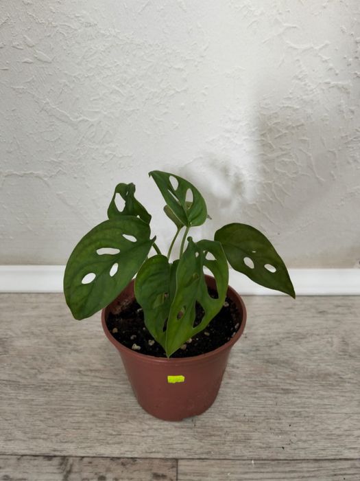 Продаются комнатные цветы