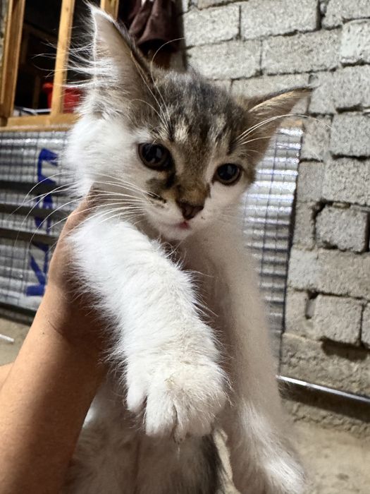 Домашний кошка Отдам даром Mushuk