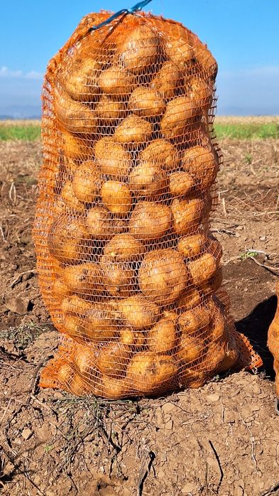 Vând cartofi albi de consum 1.20