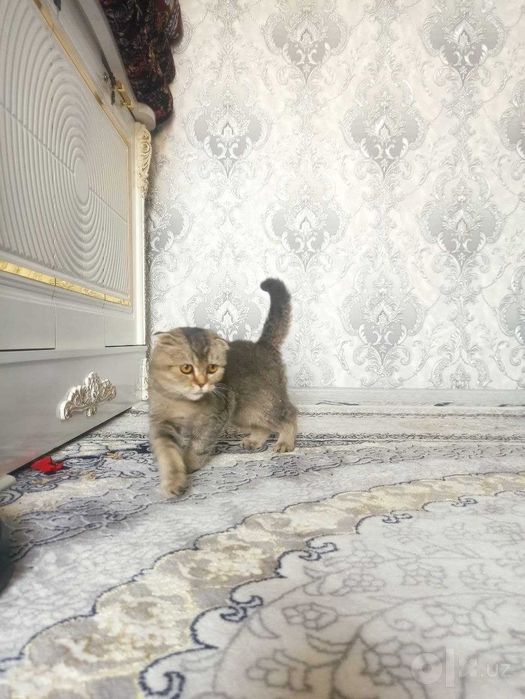 Scottish fold Mushuk bolasi