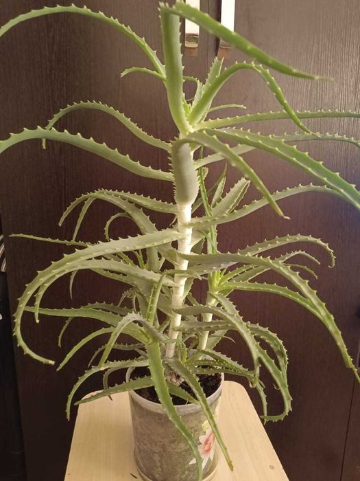 Продам алое, лечебное растение 3 летнее