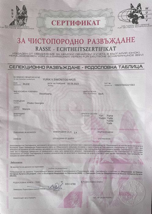 Малиноа, кръстоска между Белгийска малинуа и Немска овчарка