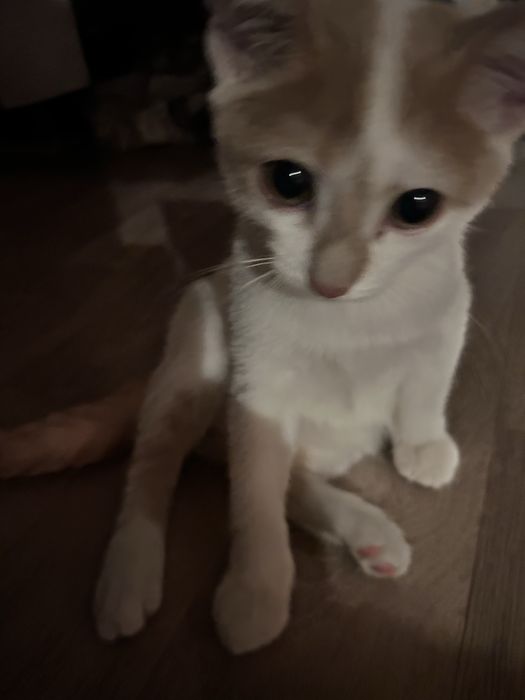 отдам котика в хорошие руки