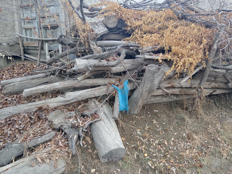 Tarashalar sotiladi aralash orik tut daraxti bor qolgan malumot telda