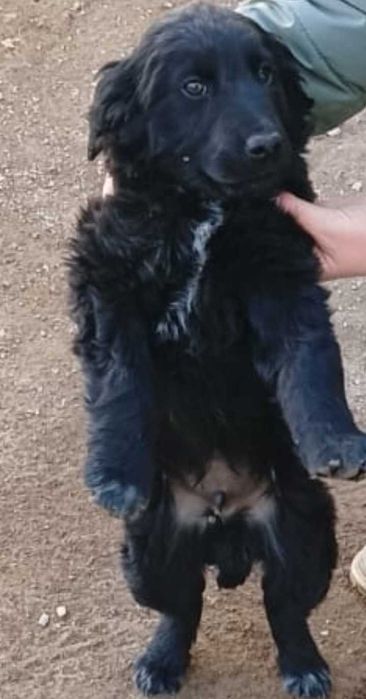 Отдам щенка мальчика в хорошие руки