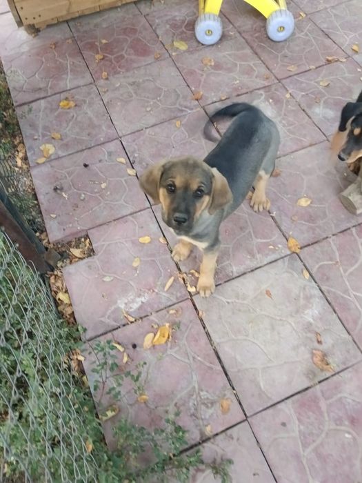 Отдам щенка- девочку в хорошие руки