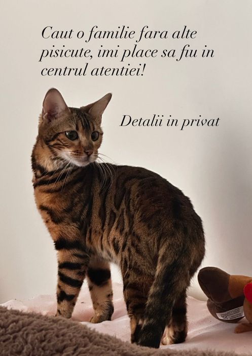 Vând pisica bengaleza