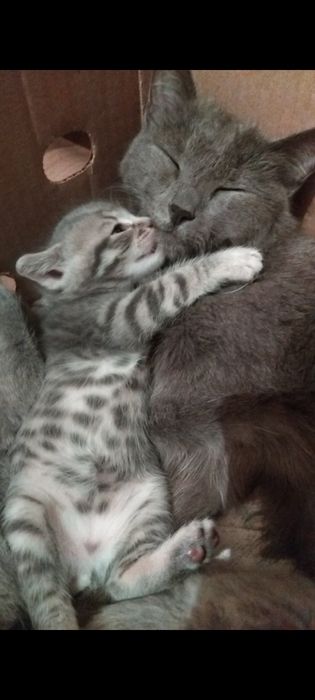 Продам котят мальчик и девочка