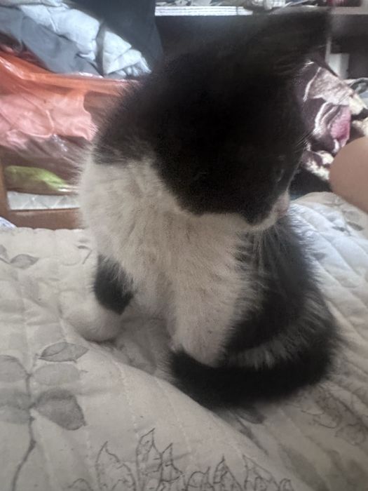 Отдам котиков в дрбрые руки