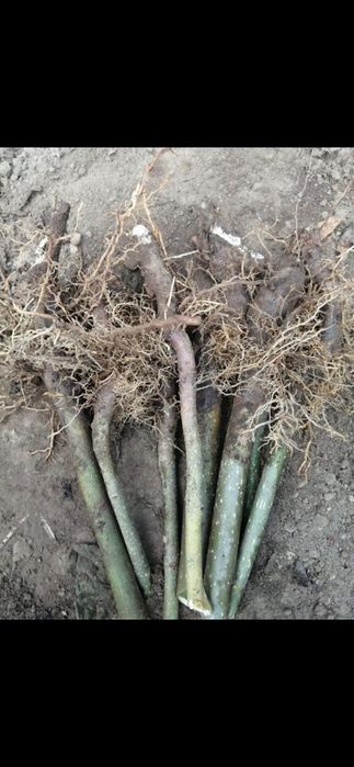 Soc, Aluni pe rod la 2 m diverse soiuri, preț en gros- kaki Rodiu