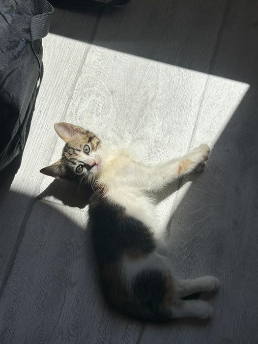 Котенце на два месеца. Момиче.