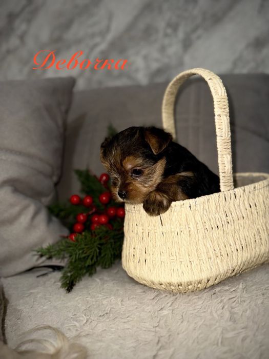 Щенки Йоркширского терьера