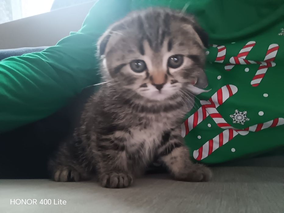 Котята Шотландцы