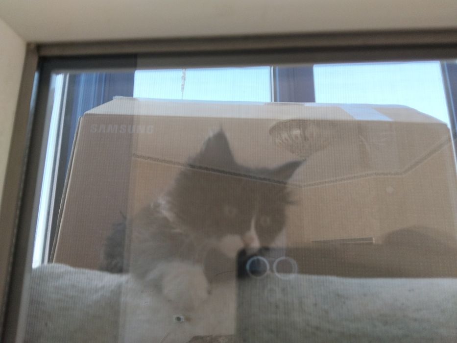 Отдадим кота в добрые руки