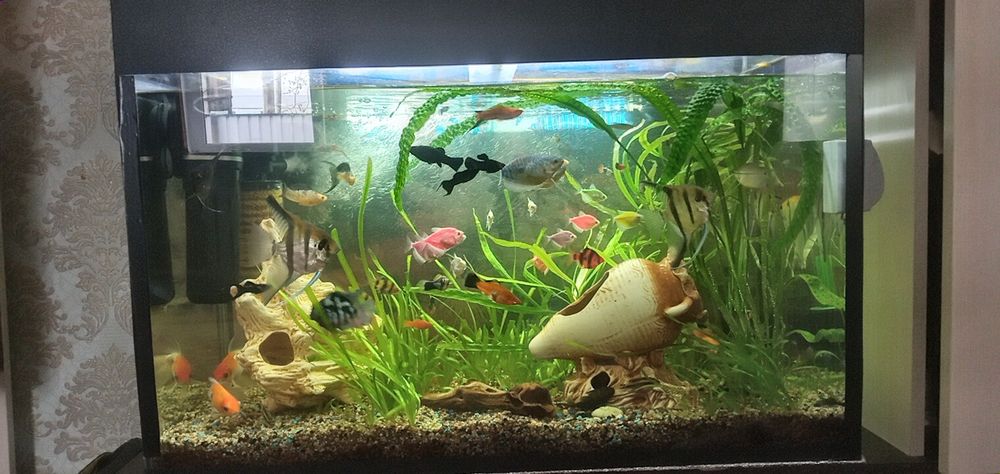 Аквариум в комплекте.