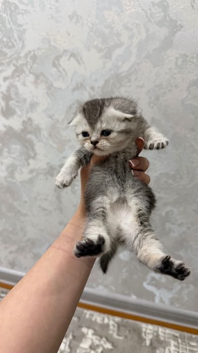 Продаётся котята