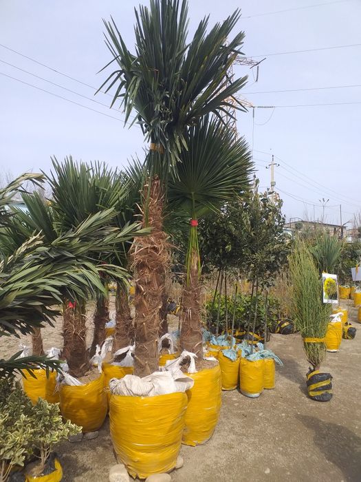 Archalar dekarativni daraxlar mevali daraxlar