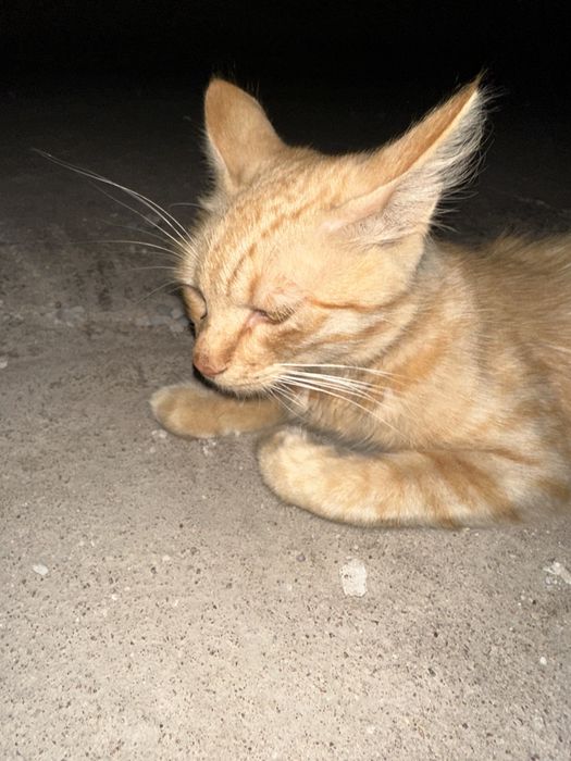 Отдам кота в хорошие руки
