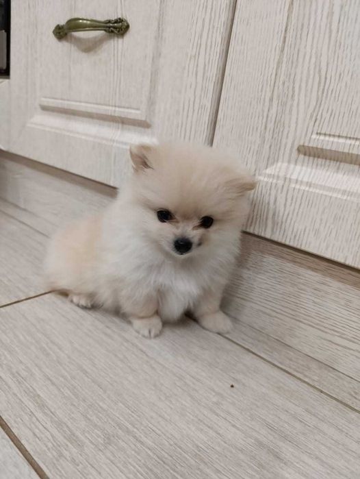 Щенки Померанского шпица