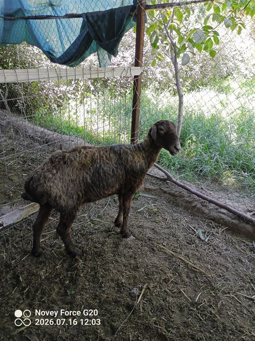 Quy sotladi 1 qorn tuqan