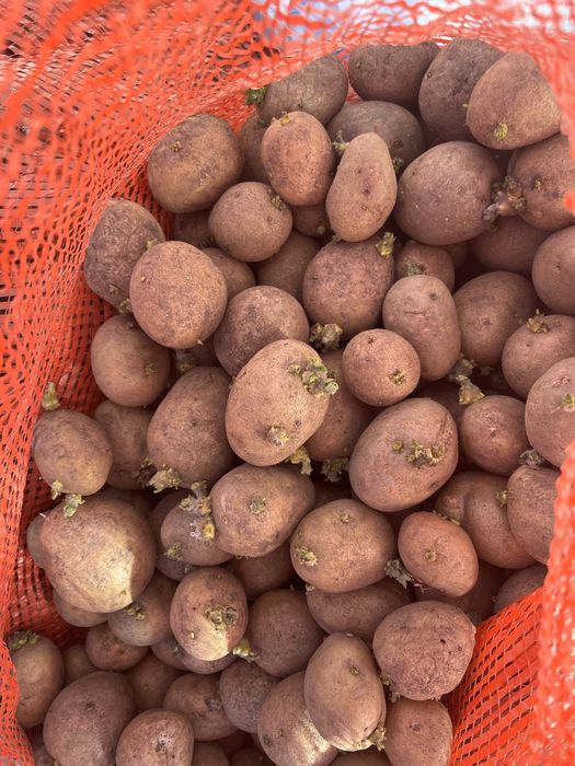 Продам семеной картофель