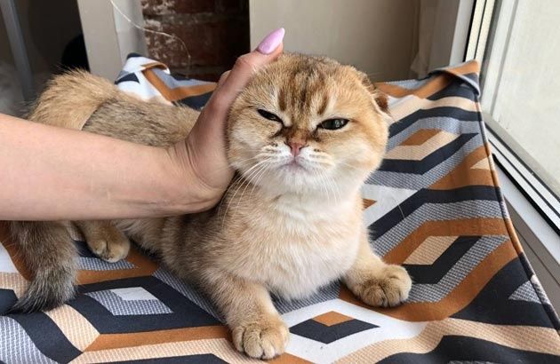 Передержка домашняя животных