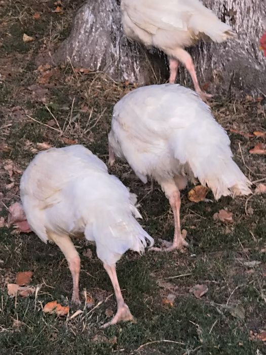 Vand curci pui de 2 luni
