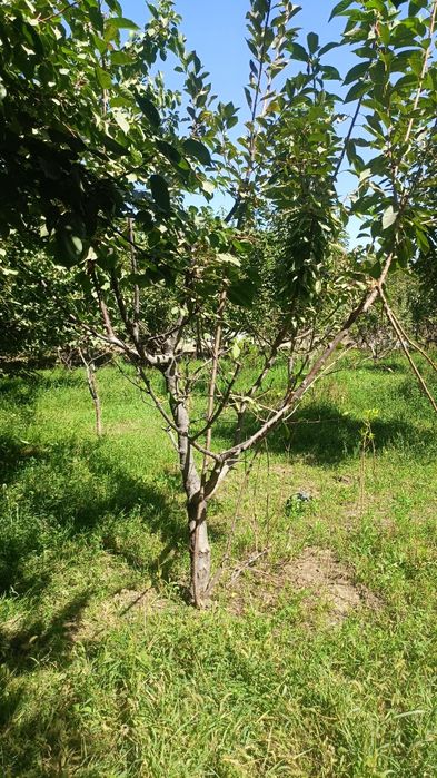 Yer sotiladi 15 sotok