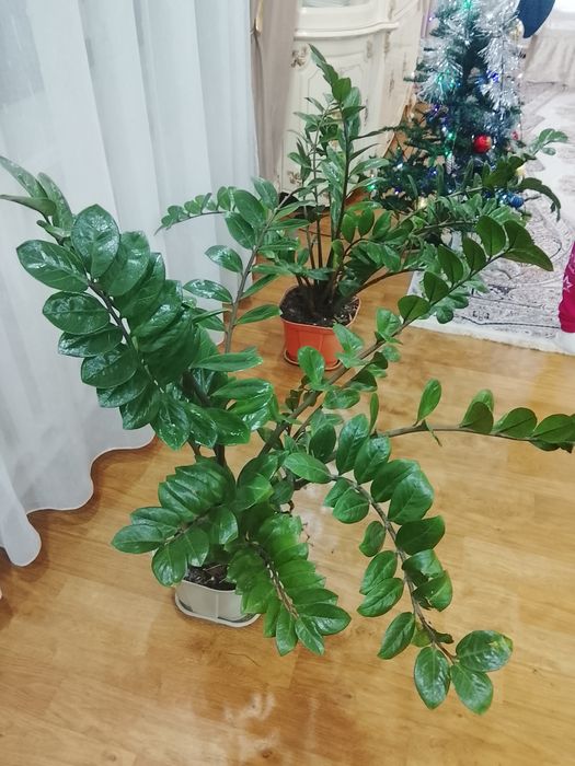 Комнатны Цветы красивый долларовы