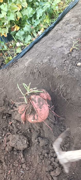 Разсад батат и сладки картофи