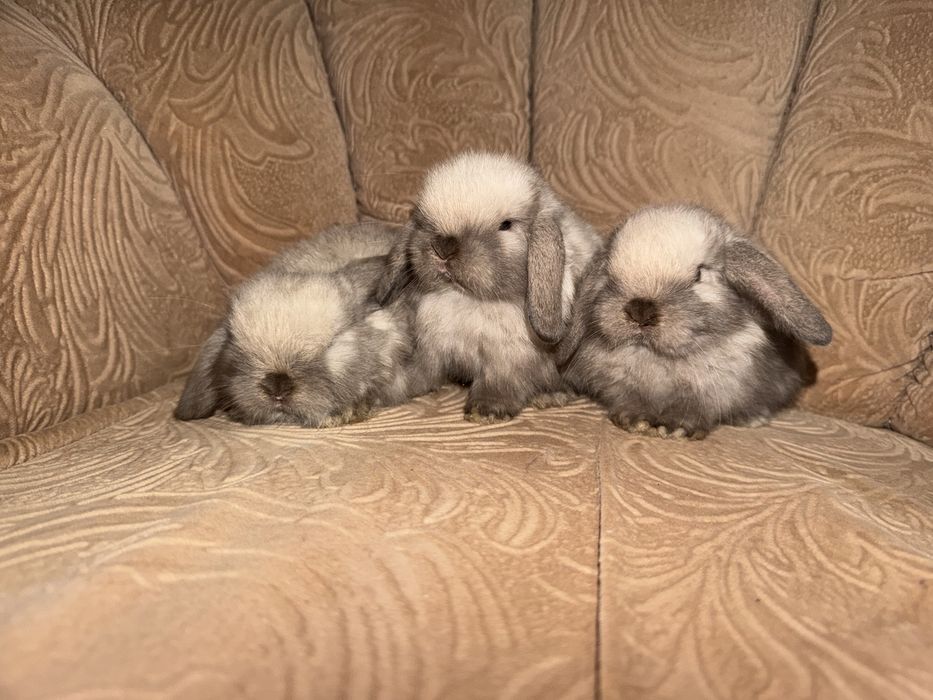 Vand pui de iepure berbec pitic mini lop