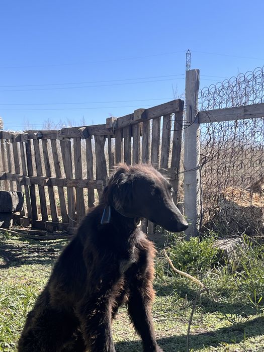 Шашак тазы сатылады