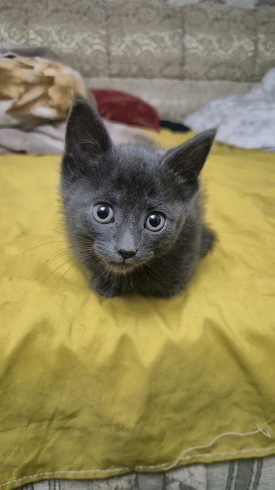 Отдам котят бесплатно