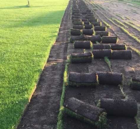 Gazon Natural Verde Intens pentru Curți Moderne