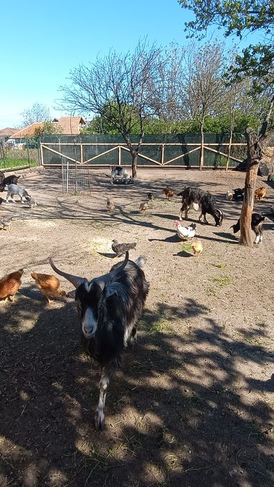 4 capre tinere cu iezi și 1 țap