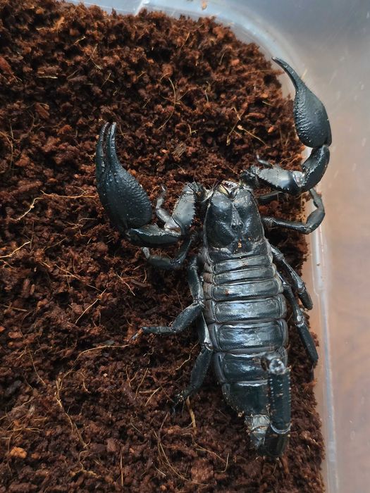Скорпион Heterometrus spinifer