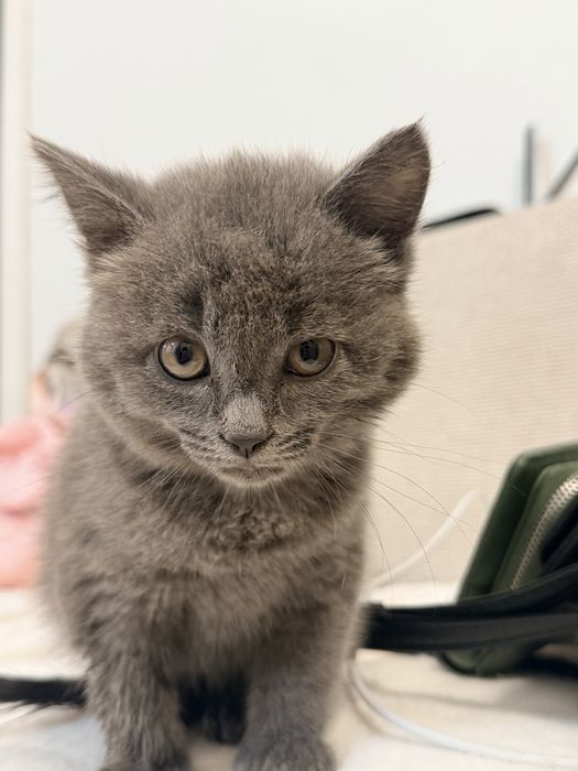 Продам котенка Британец мальчик