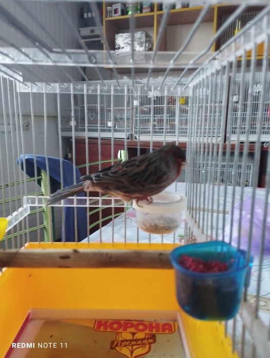 Черный красный мазайка НАР Сотилади.