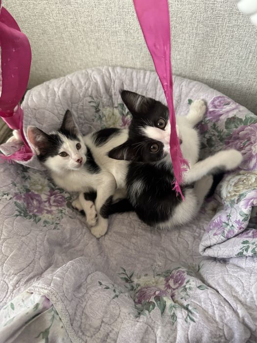 Котята бесплатно