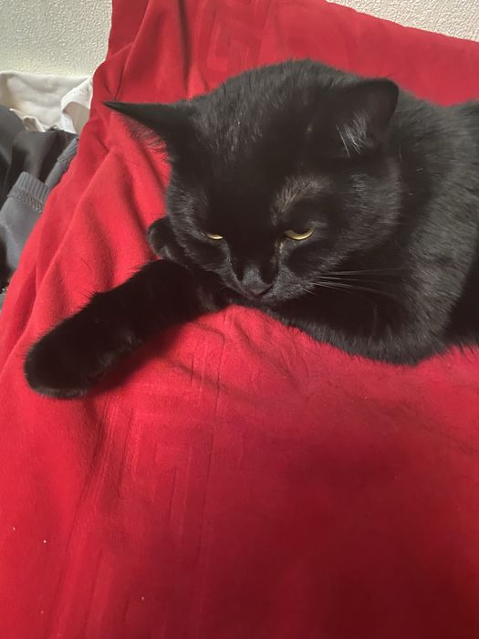 Нужен котенок белого цвета Астана