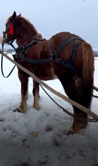 Vand cal castrat de 6 ani