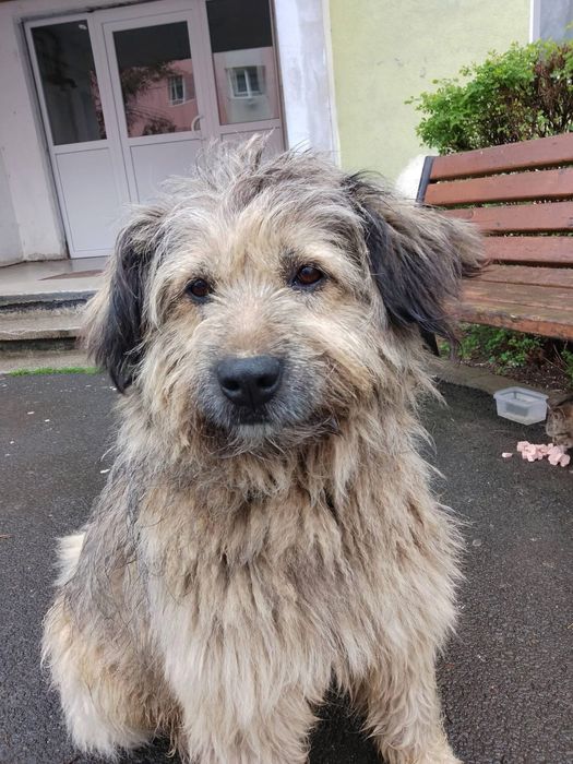 Ma numesc bobi si am nevoie urgent de o familie ,nu ma vrea nimeni