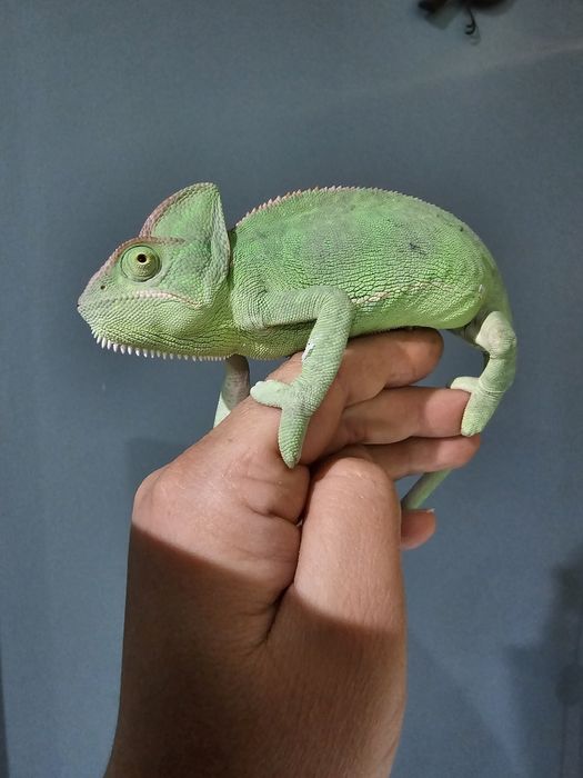 Хамелеон йеменский  самка продам