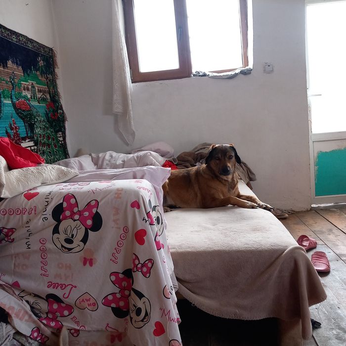 Pensiune canină un loc unde animalele sunt iubite și foarte răsfățate!