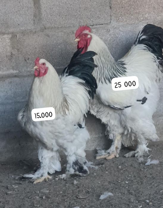 Продаю петрушков белой брамы