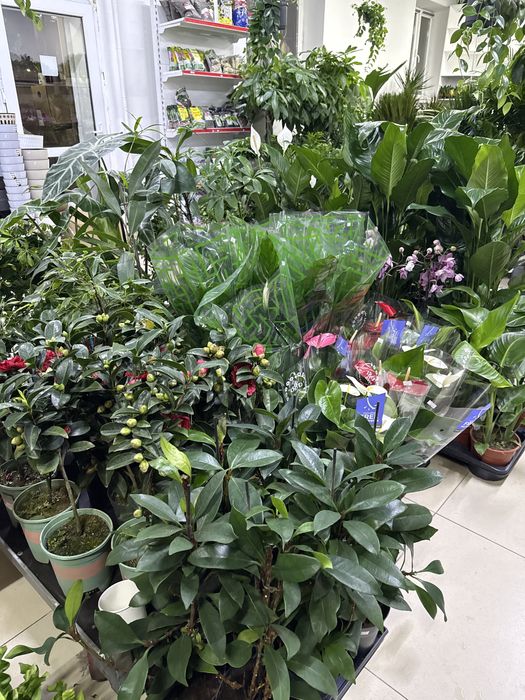 Цветы для дома и офиса