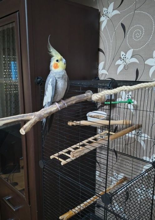 vând papagal nimfă cu tot cu cușcă
